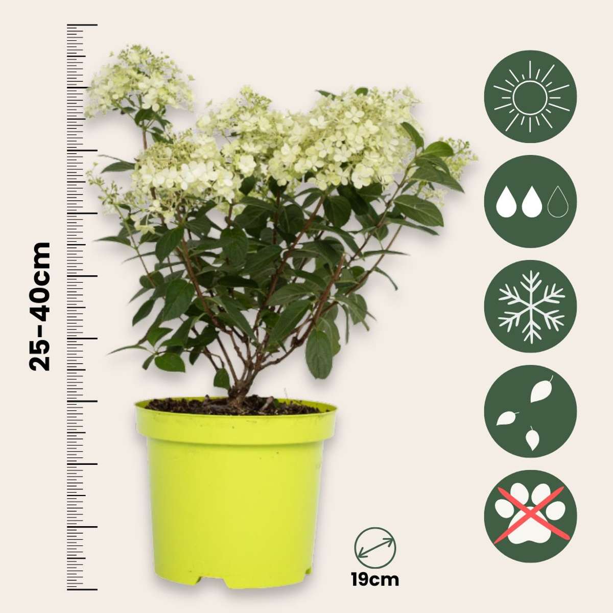Hortensie 'Bobo' - 2er-Set - Federhortensie