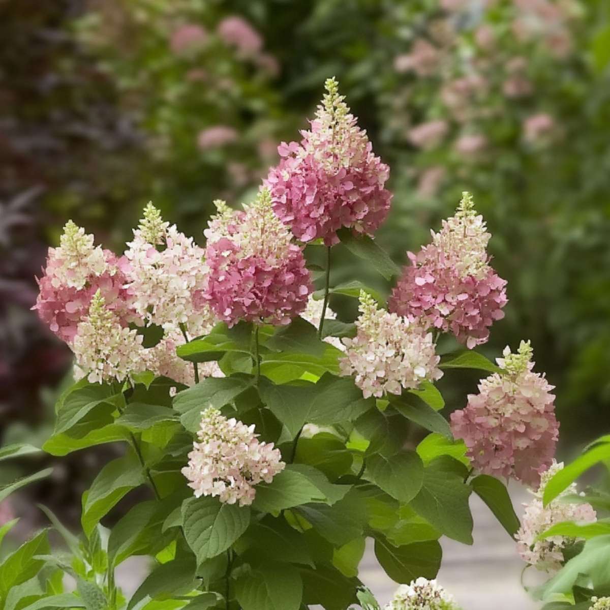 Hydrangea 'Pinky Winky' - Rispenhortensie