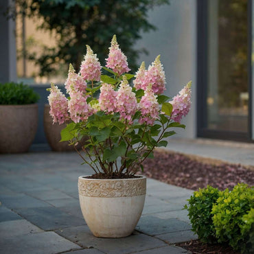 Hortensie „Pinky Winky“ – 4er-Set – Federhortensie