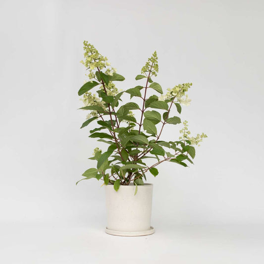 Hortensie „Pinky Winky“ – 4er-Set – Federhortensie