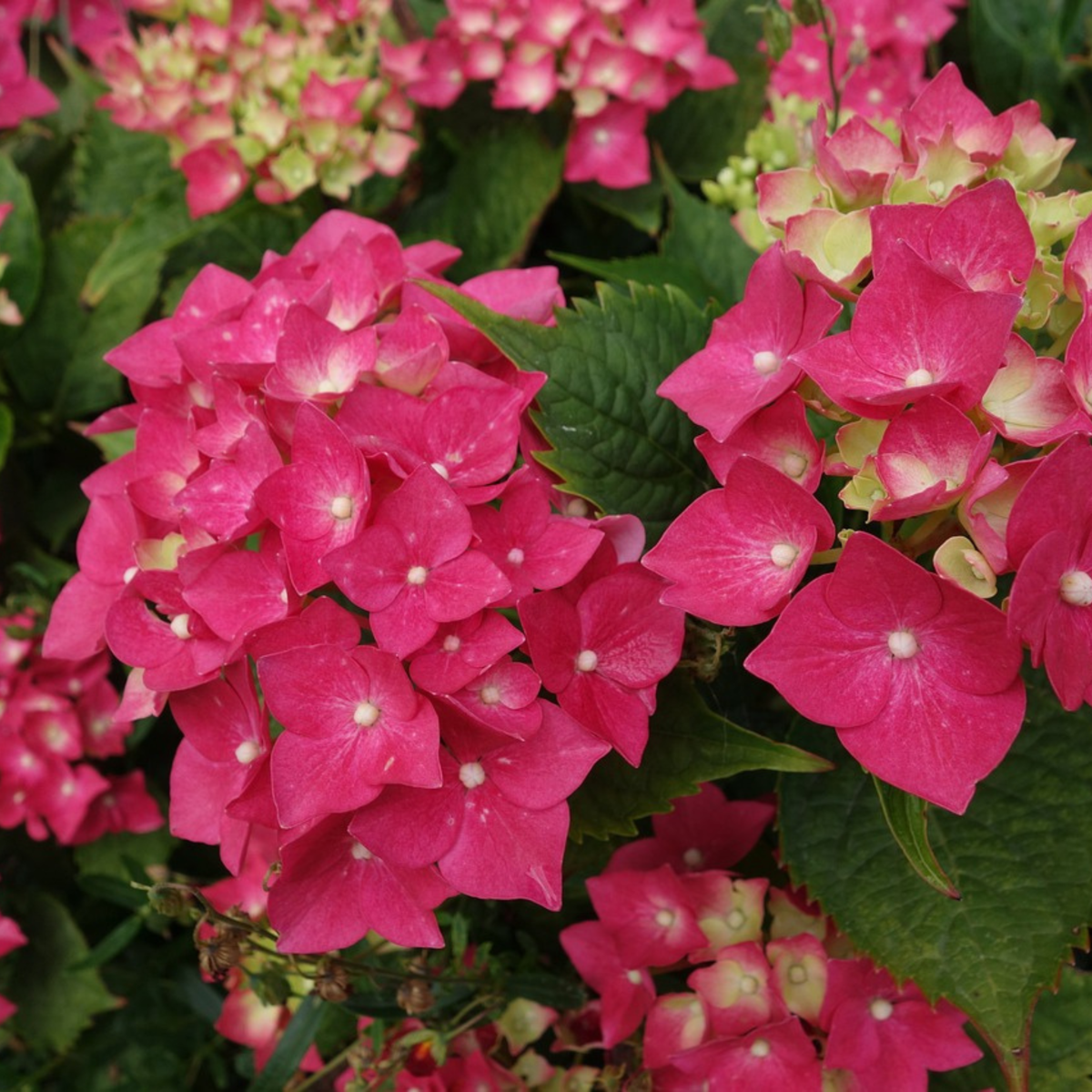 Hortensie Wim's Red - 2er-Set - Hortensie