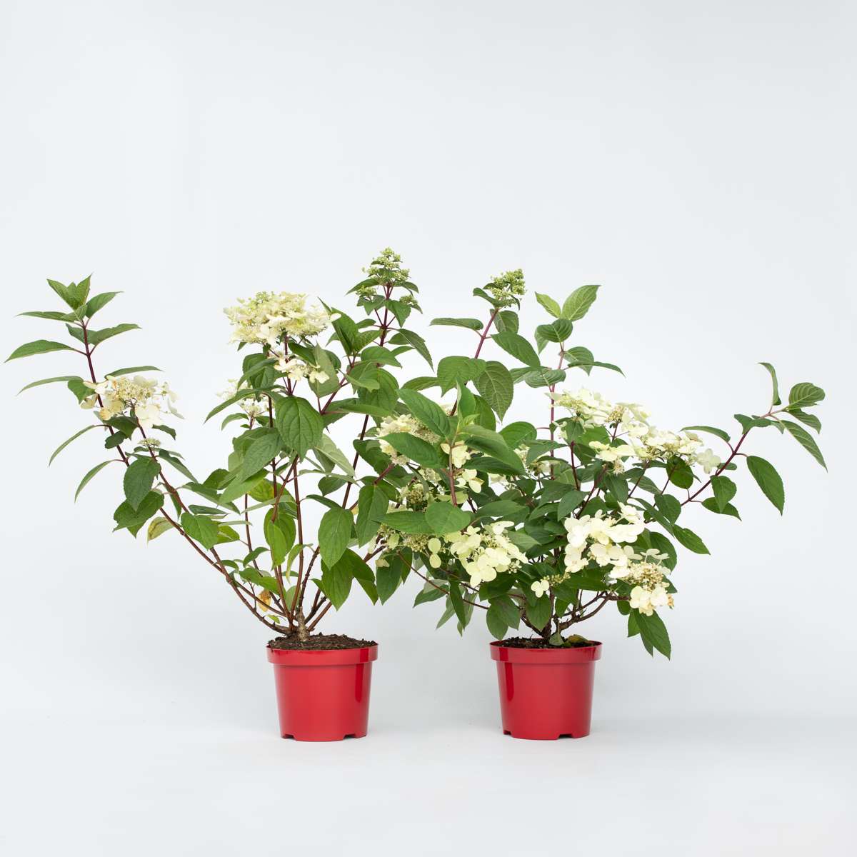 Hortensie Wim's Red - 2er-Set - Hortensie