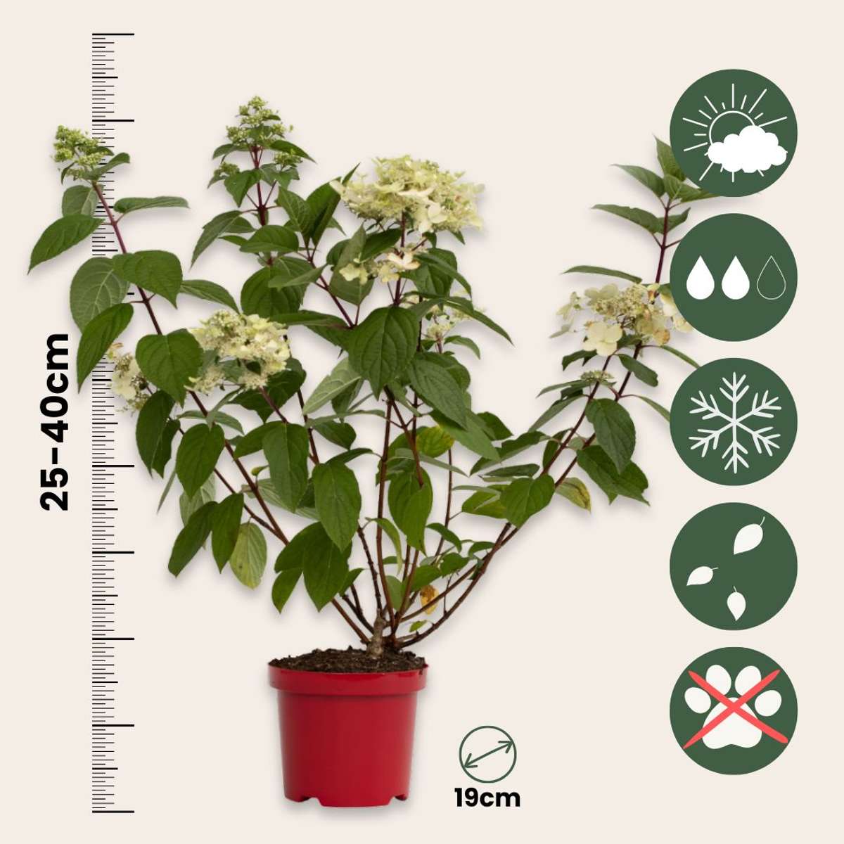 Hortensie Wim's Red - 2er-Set - Hortensie