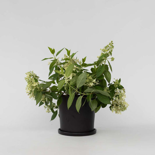 Hortensie 'Confetti' - Hortensie