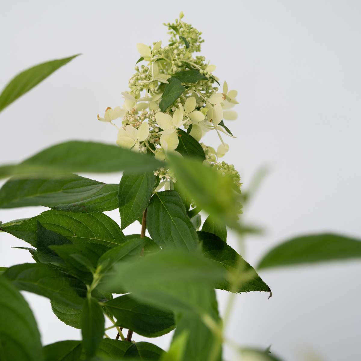 Hydrangea 'Confetti' - Set van 2 - Hortensia
