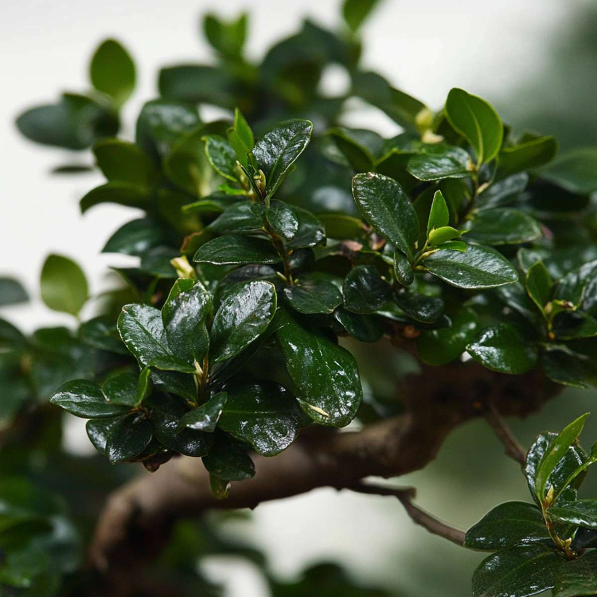 Bonsai 'Carmona' - S-vormig - S