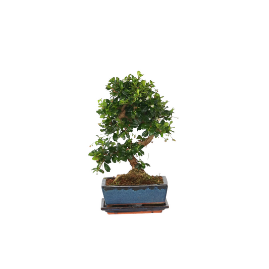 Bonsai 'Carmona' - S-förmig - S