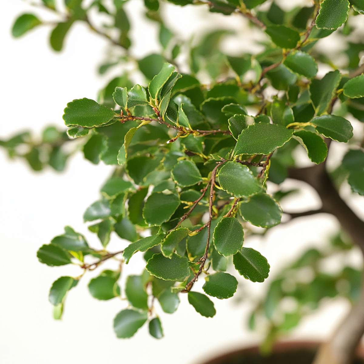 Bonsai 'Zelkova' - S-förmig - S
