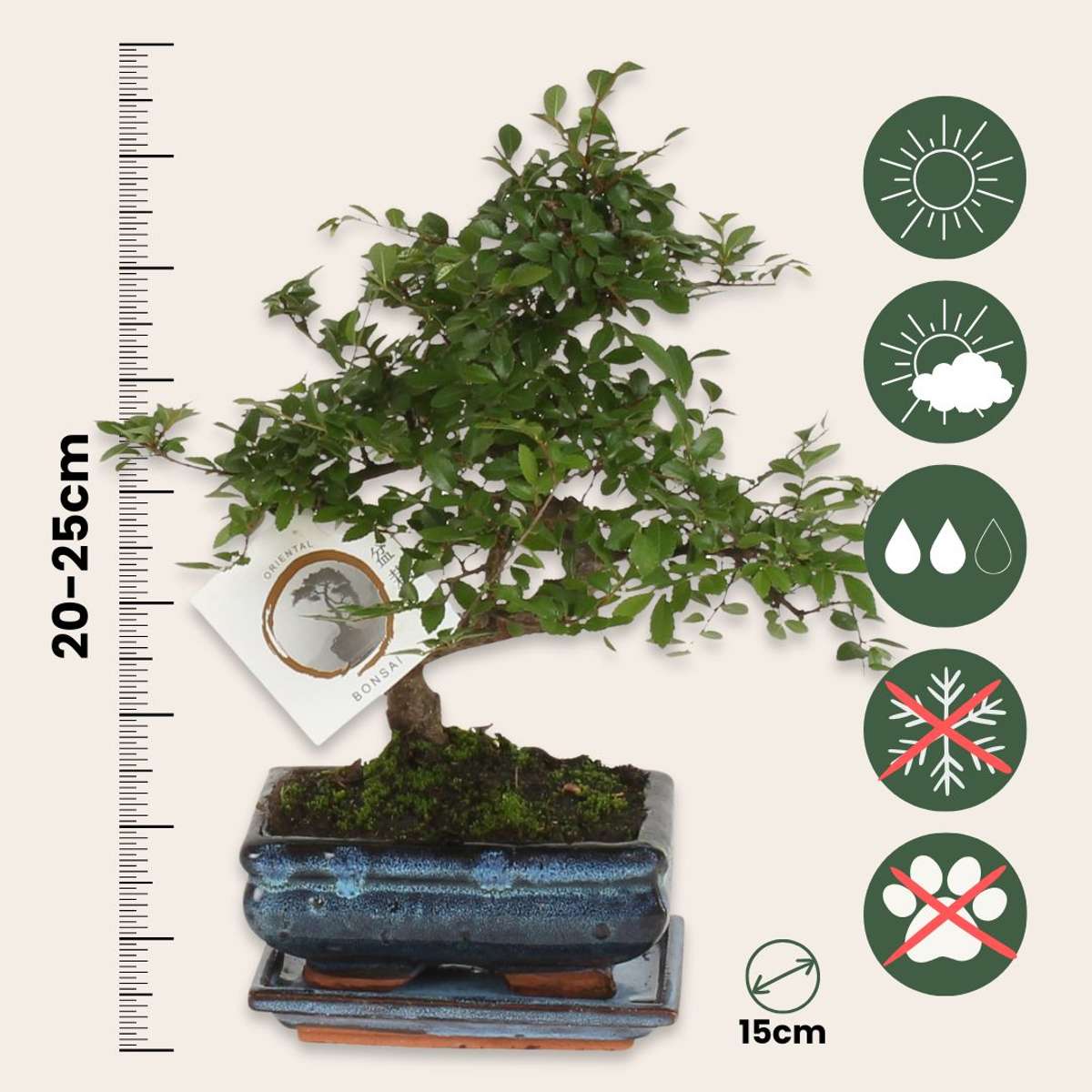 Bonsai 'Zelkova' - S-förmig - S