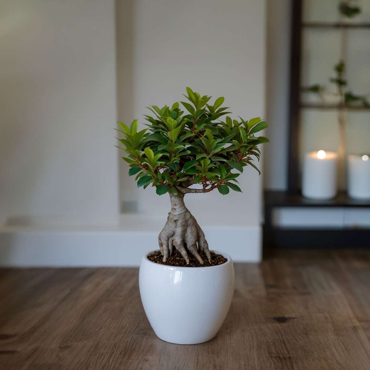 Ficus Ginseng - Japanischer Bonsai