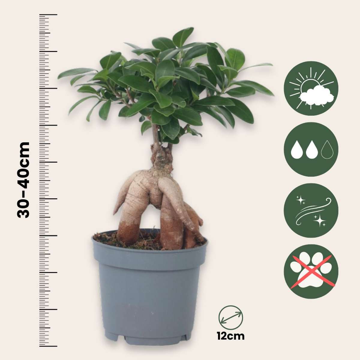 Ficus Ginseng - Japanischer Bonsai