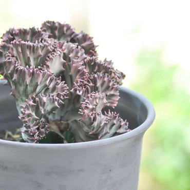 Euphorbia Lactea Cristata / Frankii - Mischung aus 2