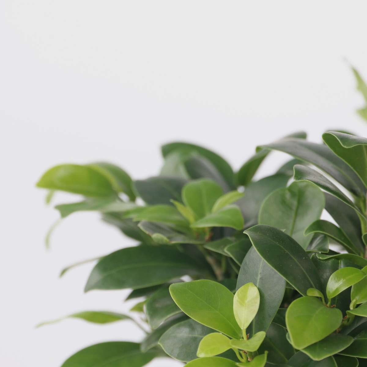 Ficus Ginseng - Japanischer Bonsai - 4er-Set