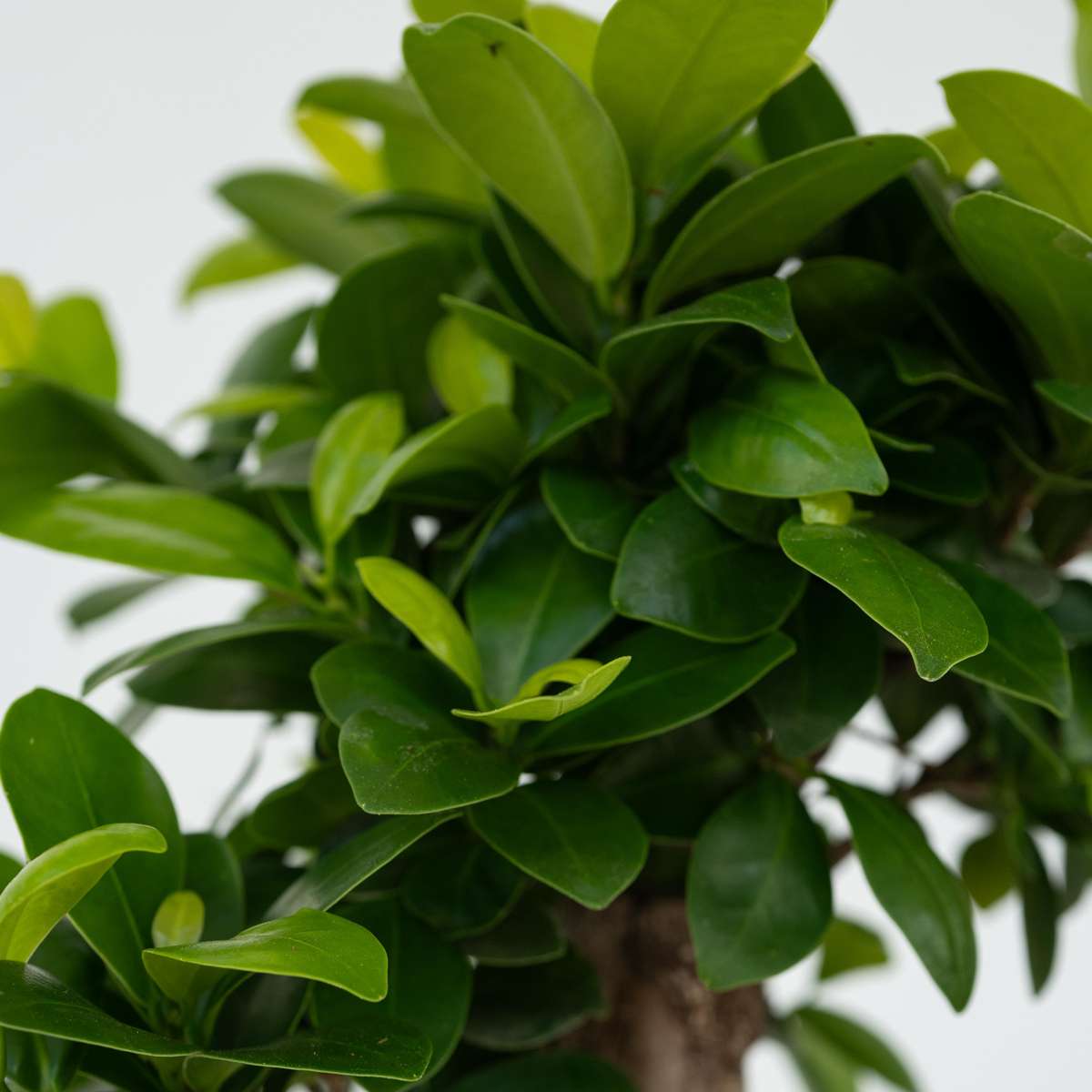 Ficus Ginseng - Japanischer Bonsai - 4er-Set