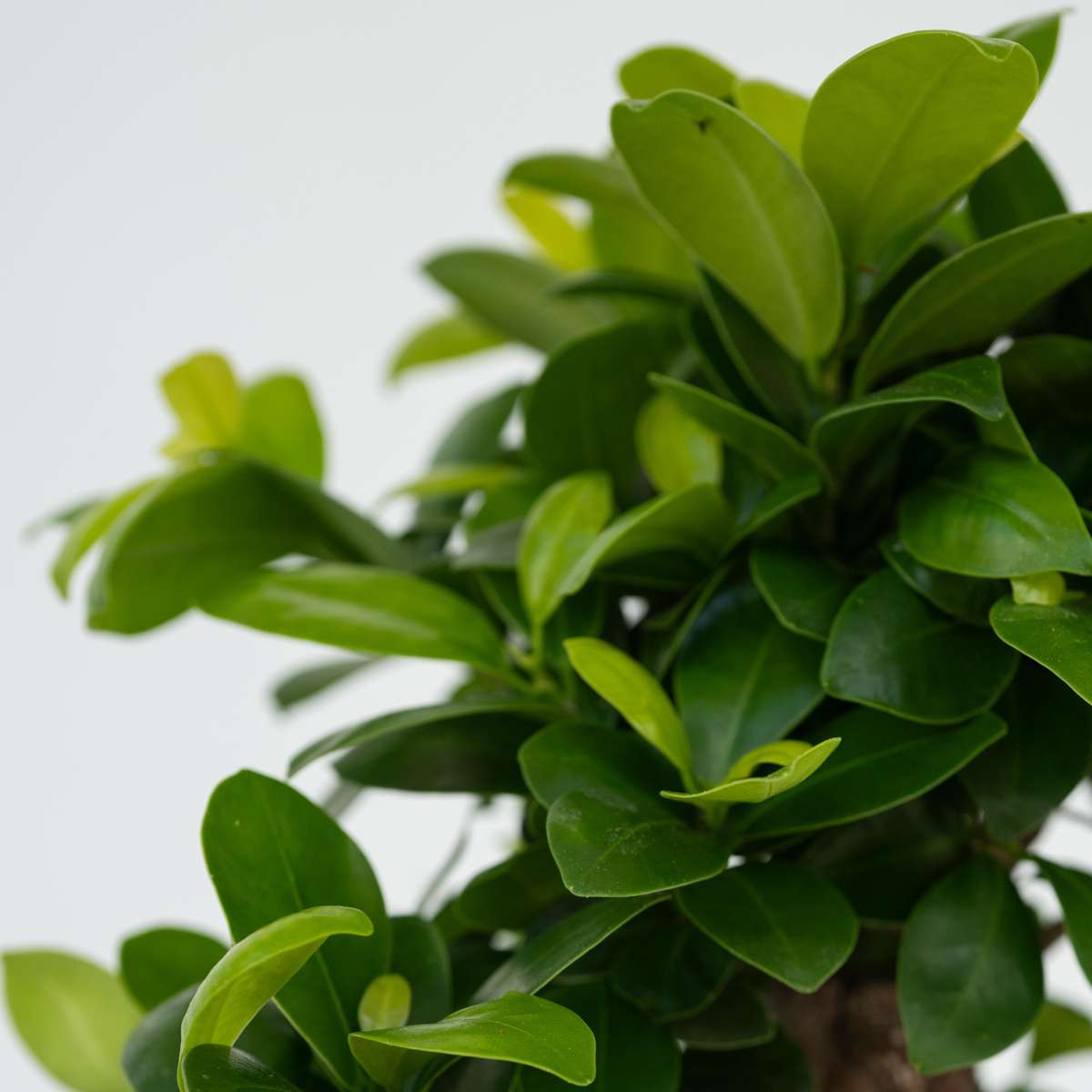 Ficus Ginseng - Japanischer Bonsai - 4er-Set
