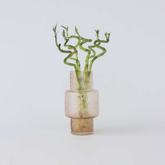 Dracaena sanderiana - 6er-Set - Glücksbambus