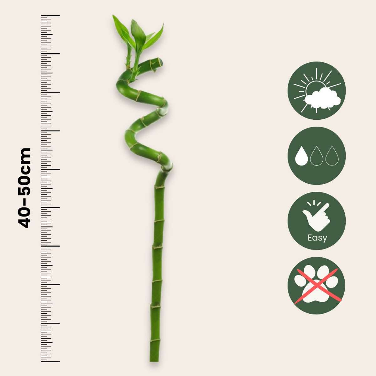 Dracaena sanderiana - Set van 6 - Geluksbamboe