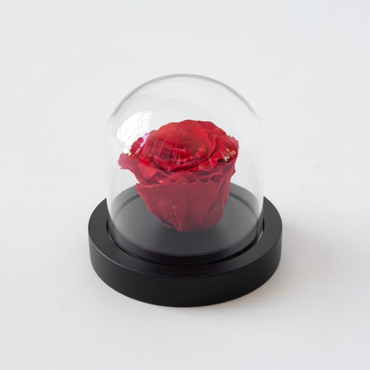 Rosenblüte in Glaskuppel