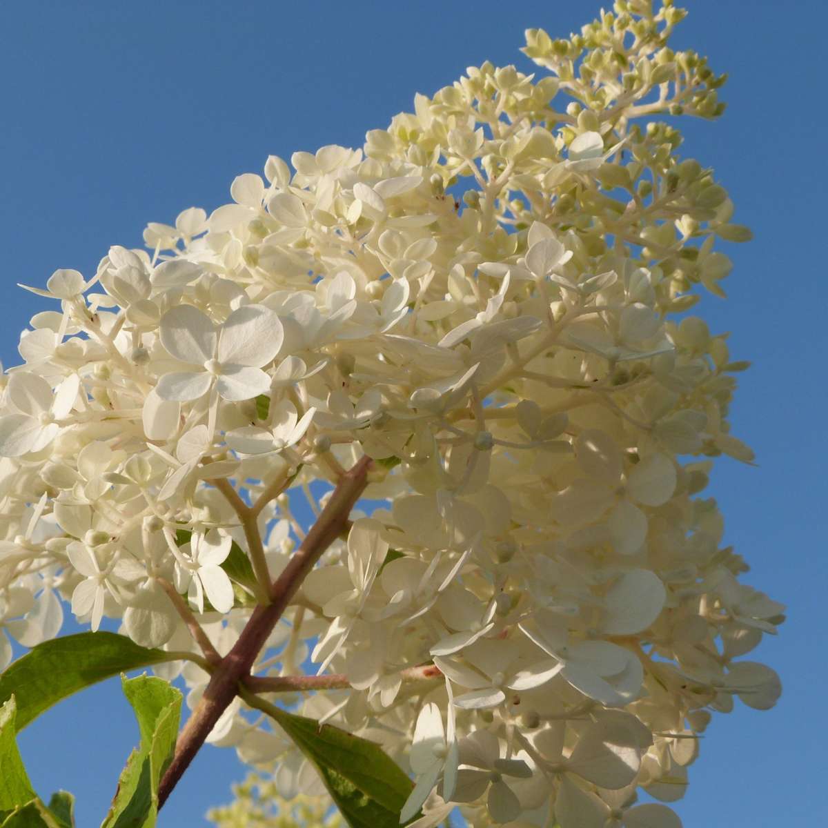 Hortensie - 3er-Mix - Hortensie