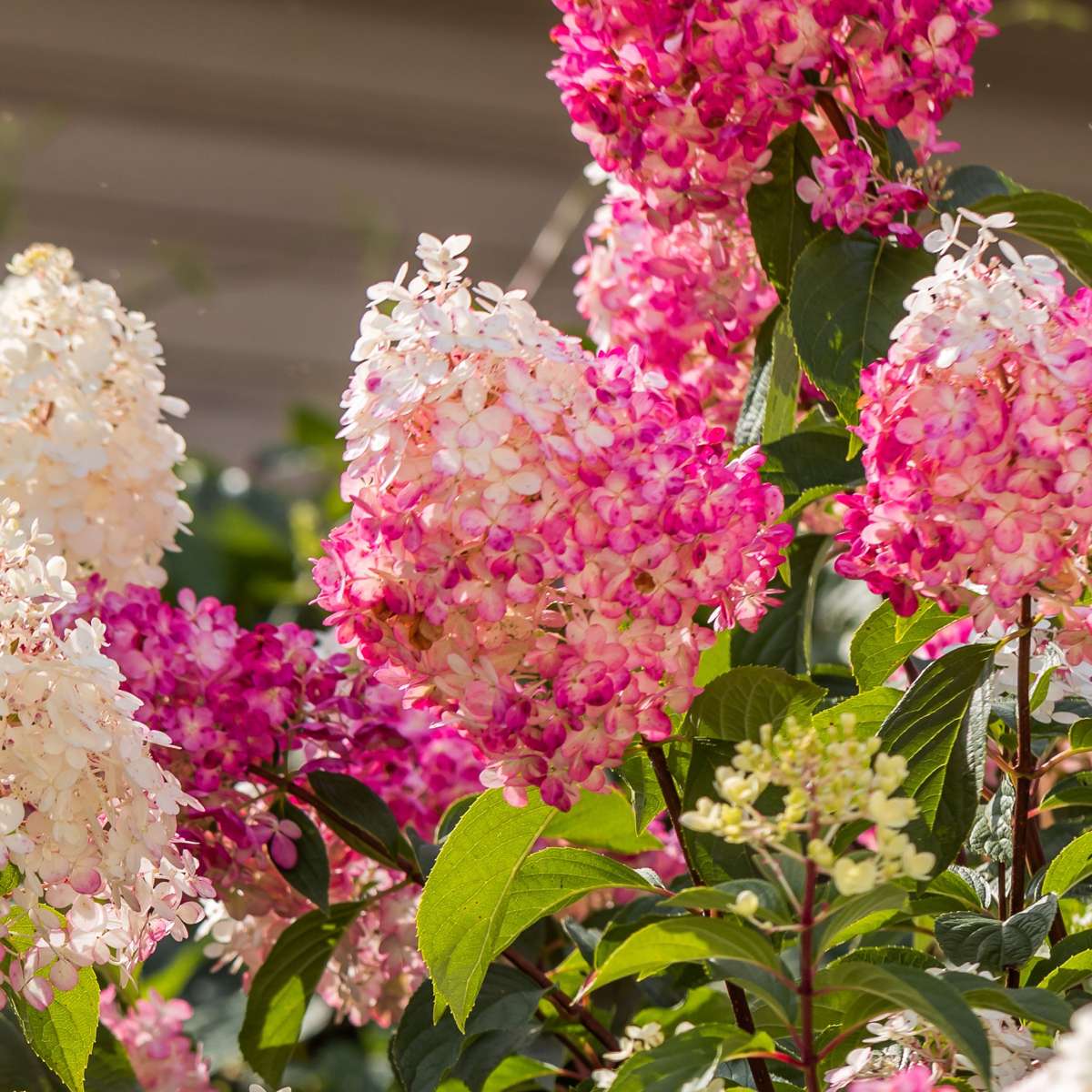 Hortensie - 3er-Mix - Hortensie