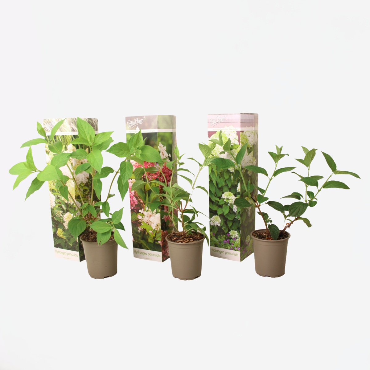 Hortensie - 3er-Mix - Hortensie