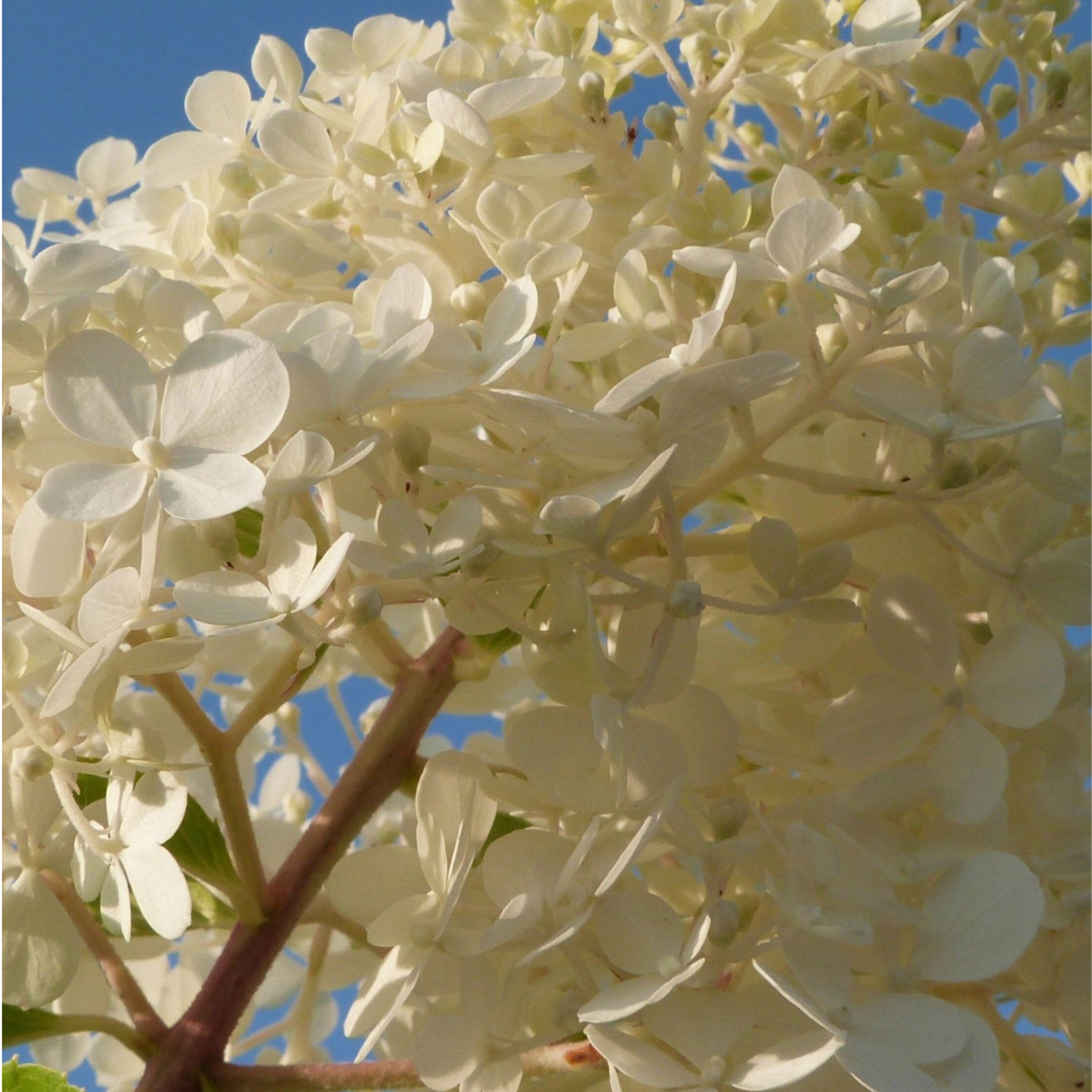 Hortensie - 6er-Mix - Hortensie