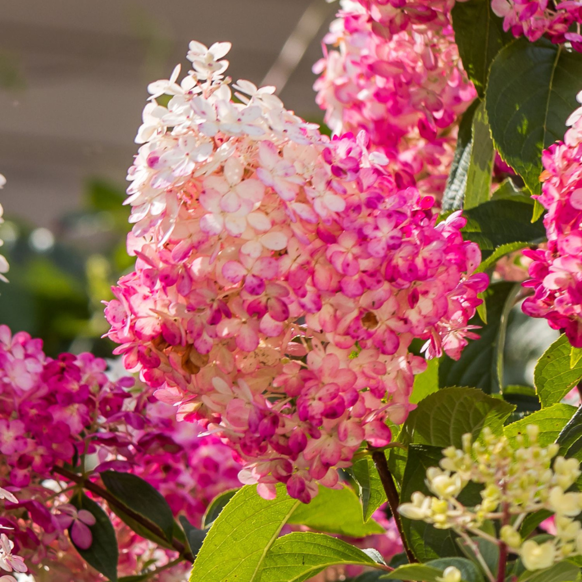 Hortensie - 6er-Mix - Hortensie