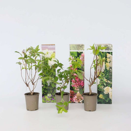 Hortensie - 6er-Mix - Hortensie