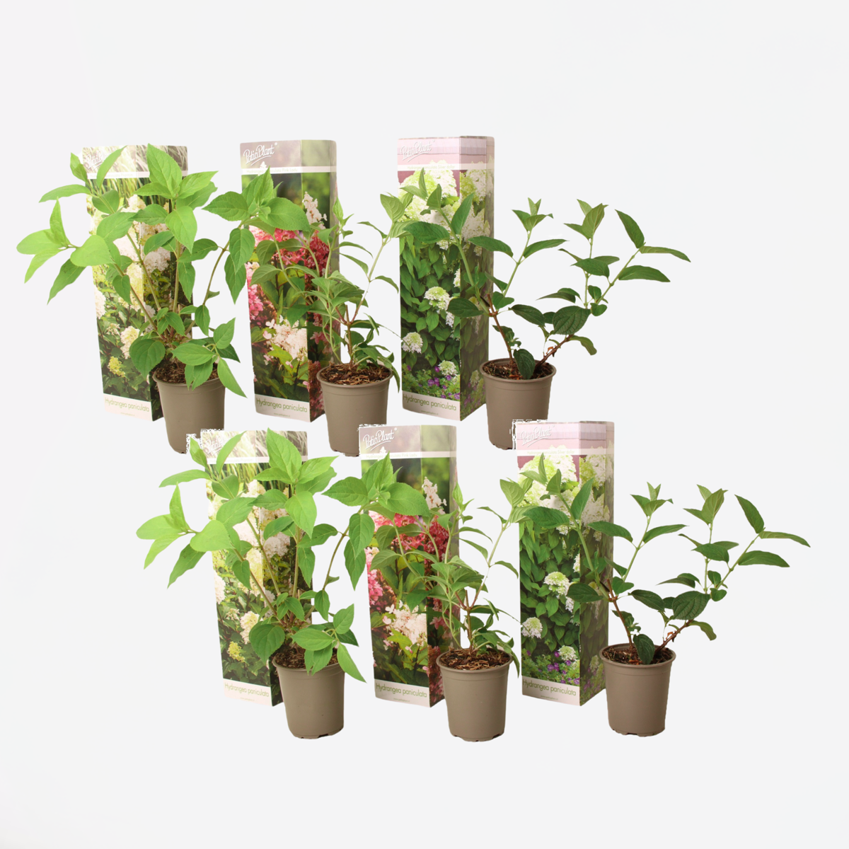 Hortensie - 6er-Mix - Hortensie
