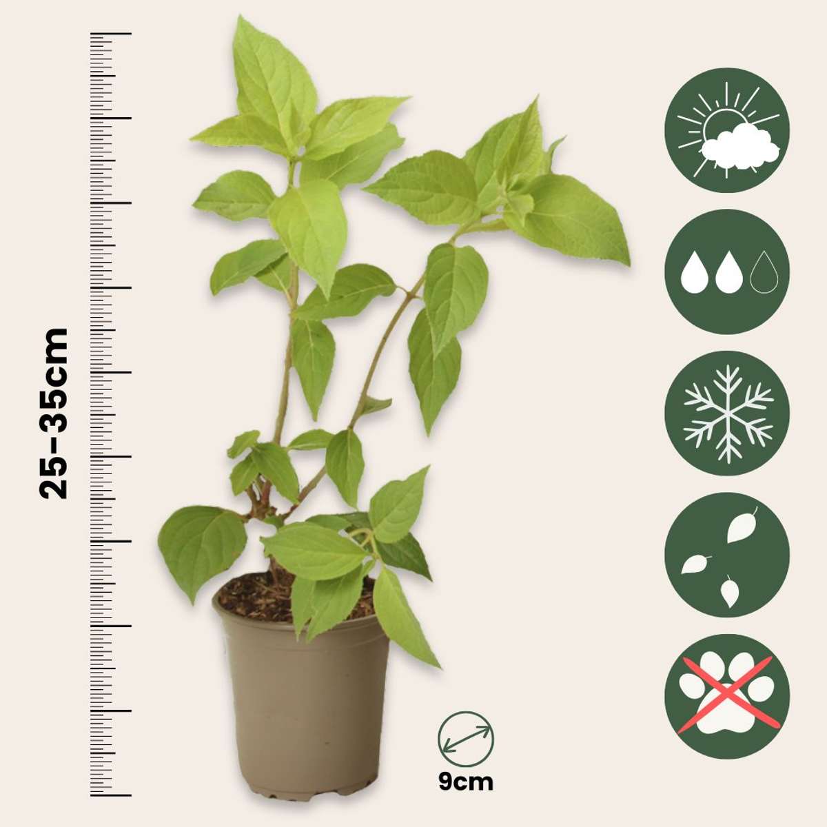 Hortensie - 6er-Mix - Hortensie