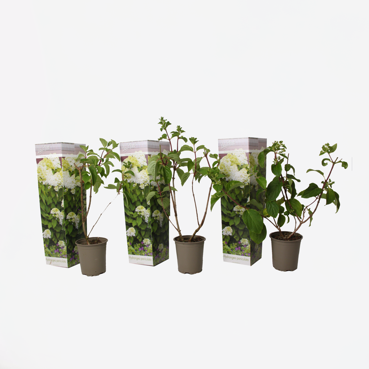 Hortensie „Silver Dollar“ – 3er-Set – Hortensie