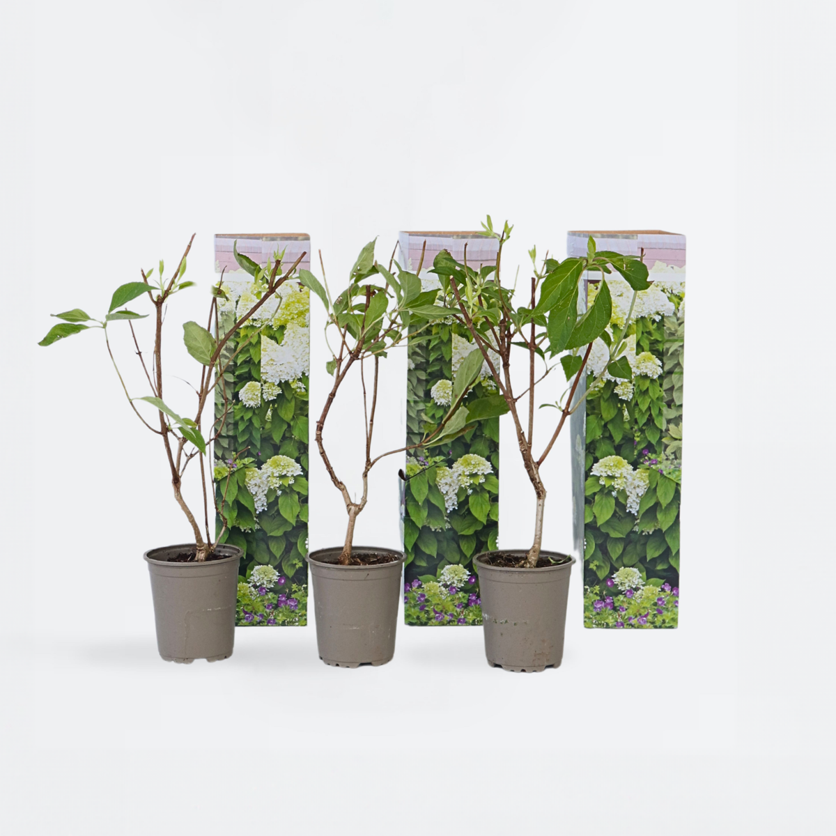 Hortensie „Silver Dollar“ – 3er-Set – Hortensie