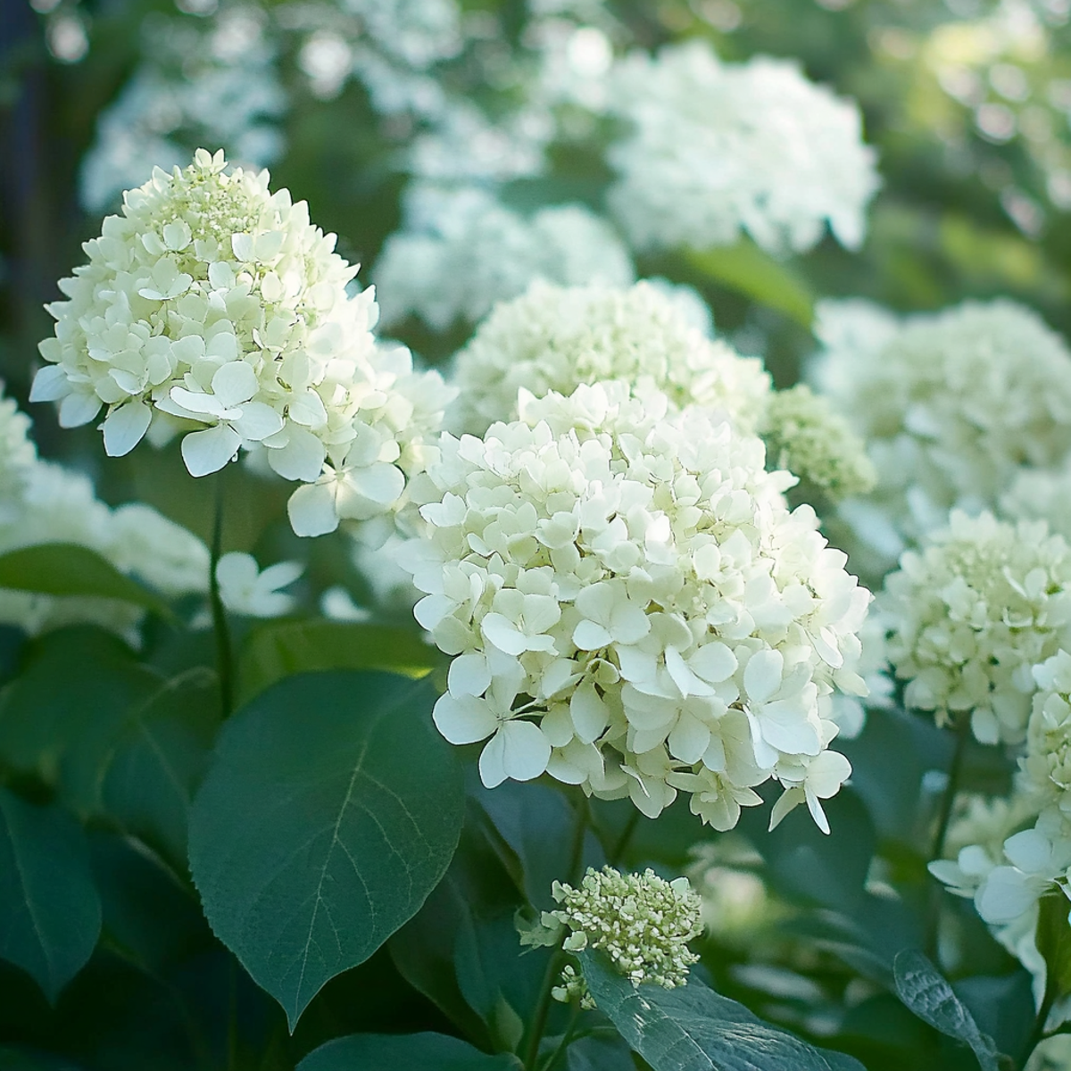 Hortensie „Silver Dollar“ – 3er-Set – Hortensie
