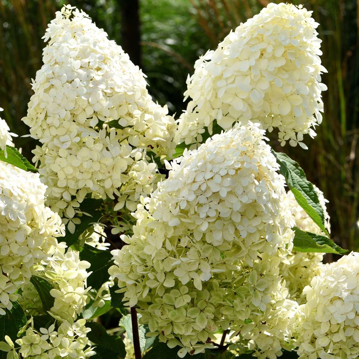 Hortensie „Phantom“ – 3er-Set – Hortensie