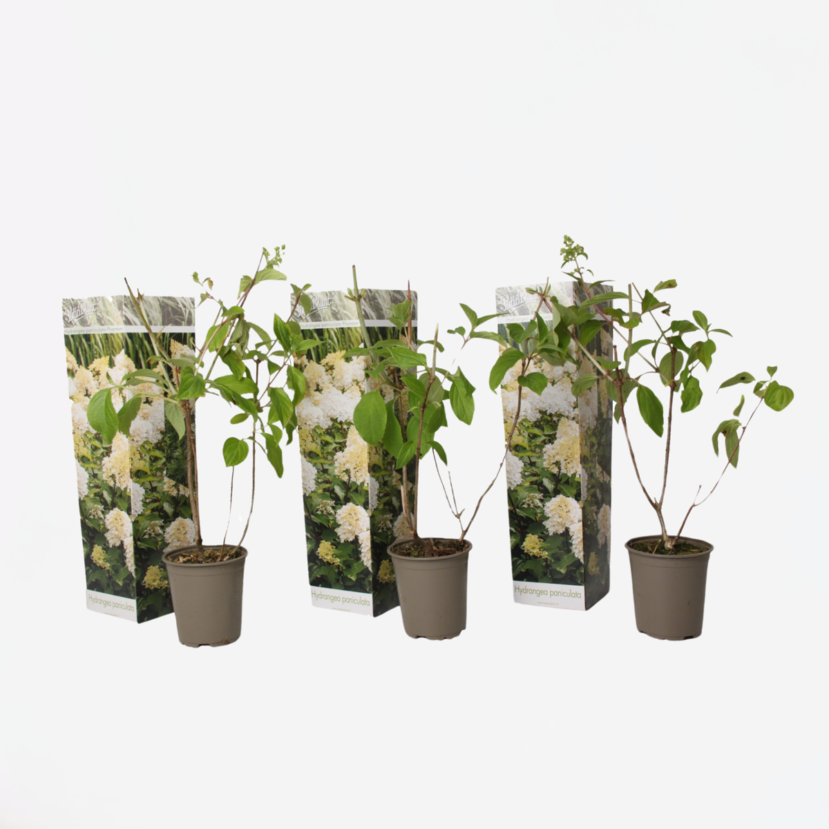 Hortensie „Phantom“ – 3er-Set – Hortensie