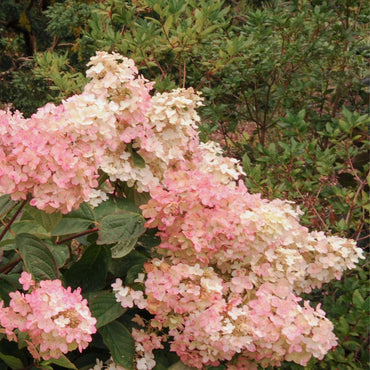 Hortensie 'Pink Lady' - 3er-Set