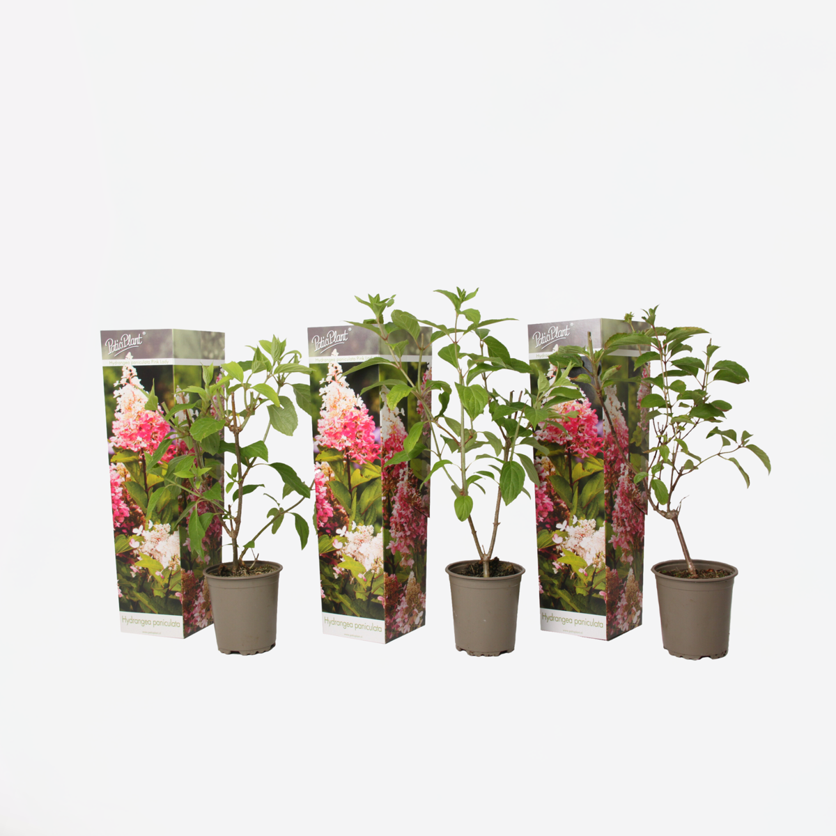 Hortensie 'Pink Lady' - 3er-Set