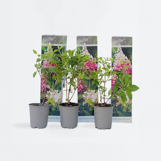 Hortensie 'Pink Lady' - 3er-Set