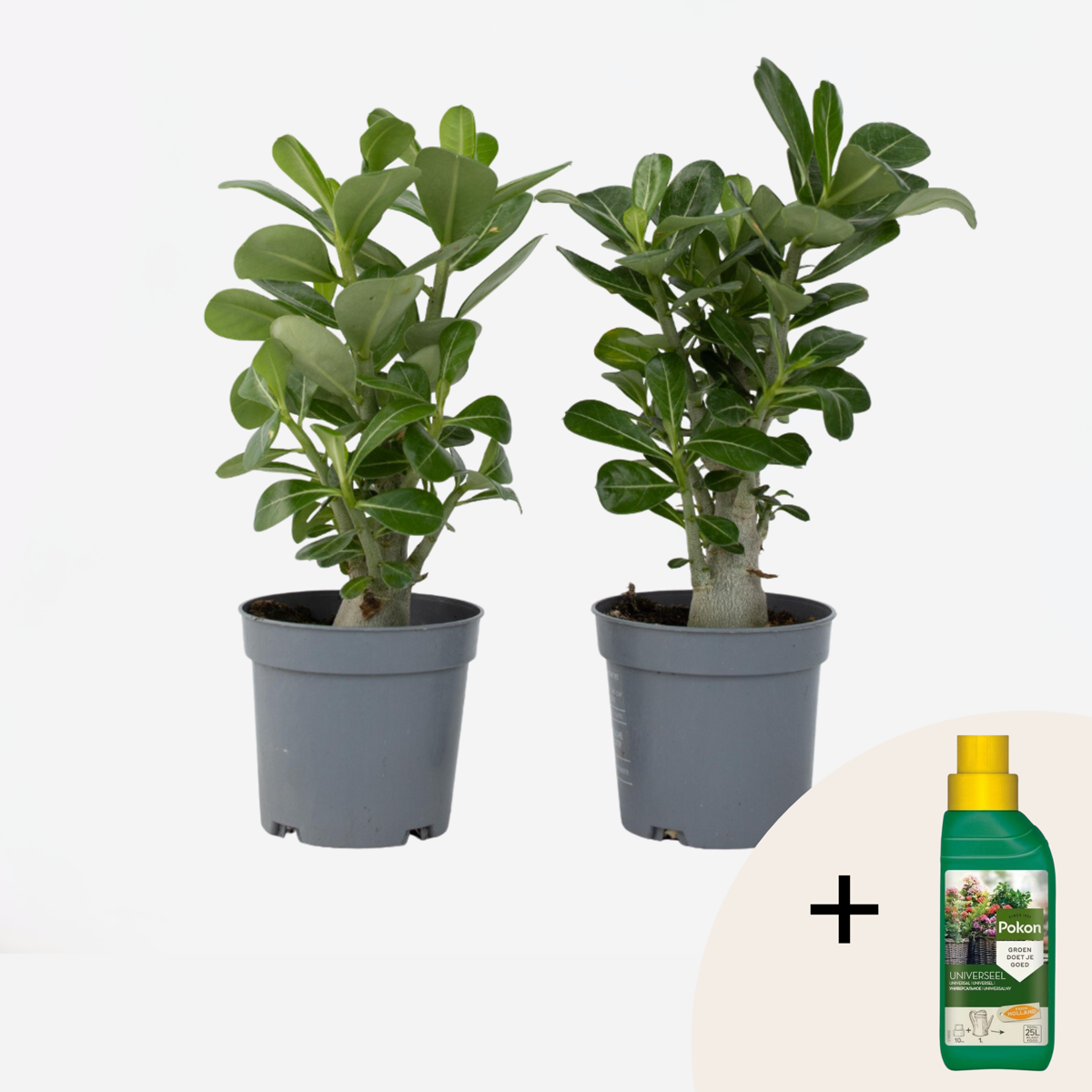 Adenium obesum - 2er-Set - Wüstenrose - Mit Pflanzennahrung