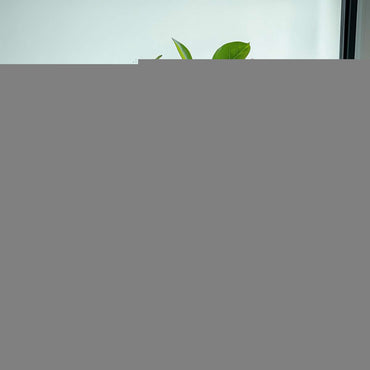 Adenium obesum - Set van 2 - Woestijnroos