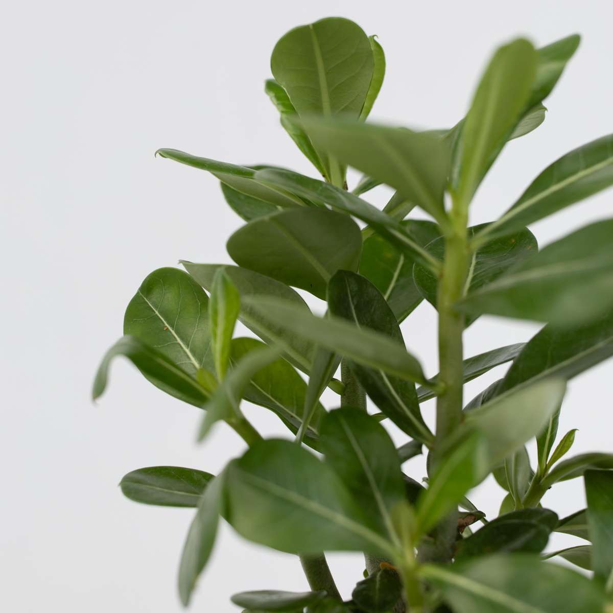 Adenium obesum - 2er-Set - Wüstenrose