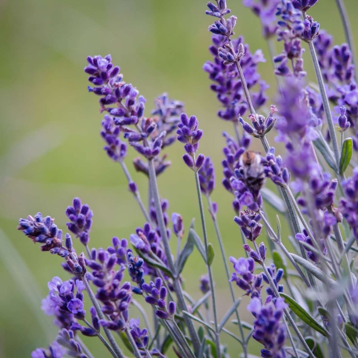 Lavandula angustifolia - Set van 6 - Lavendelplant