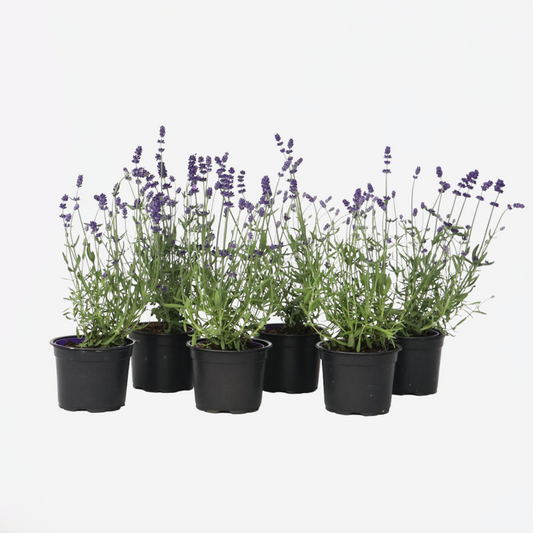 Lavandula angustifolia – 6er-Set – Lavendelpflanze