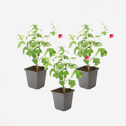Anisodontea capensis - Malve - 3er-Set - Rosa