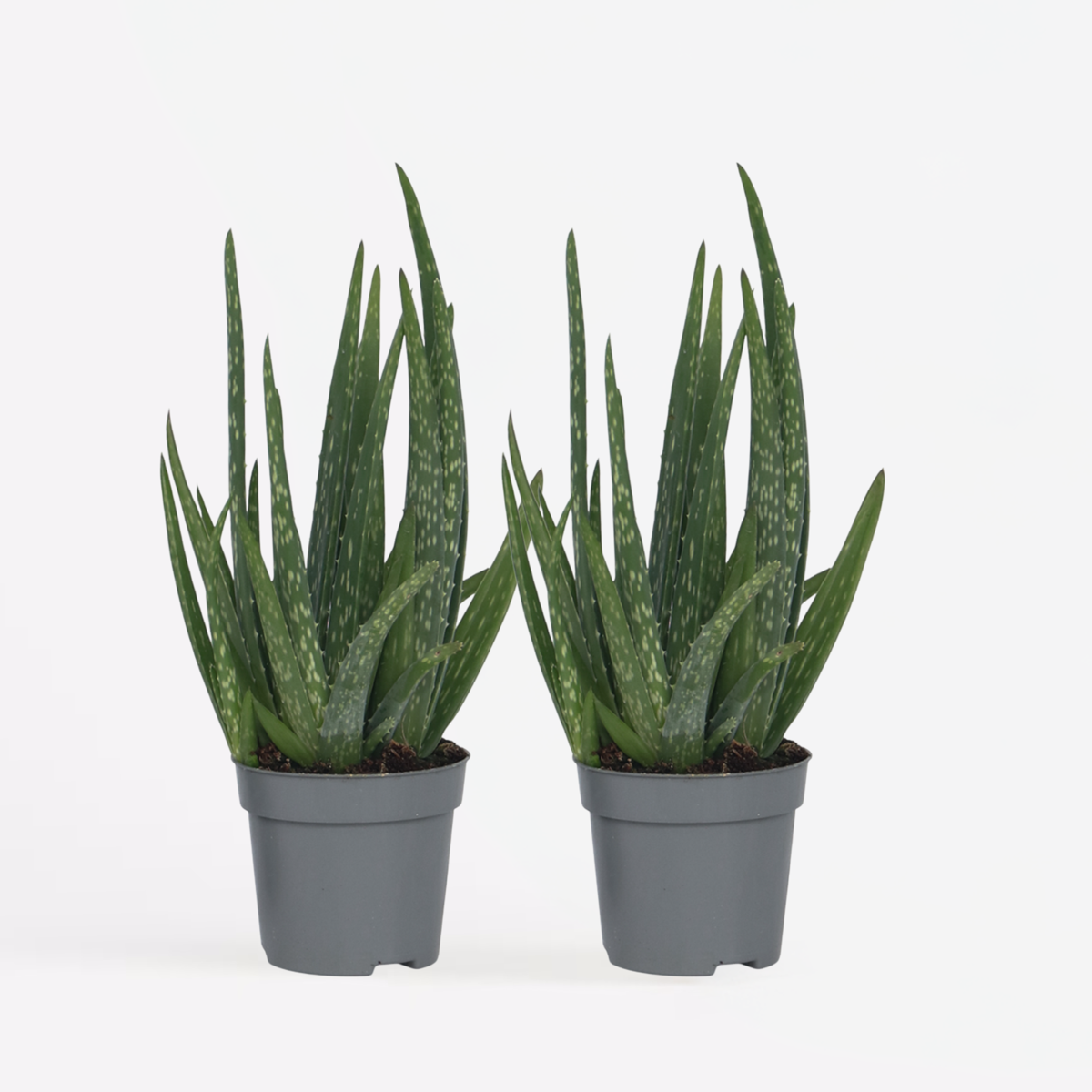 Aloe Vera - 2er Set - Sukkulente