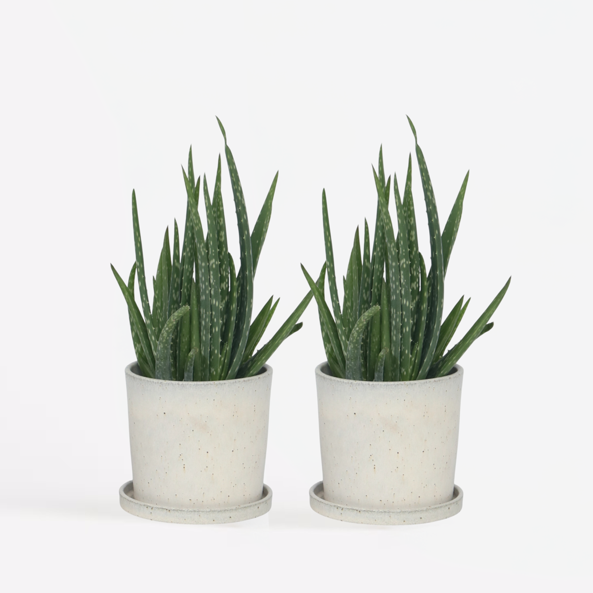 Aloe Vera - 2er Set - Sukkulente