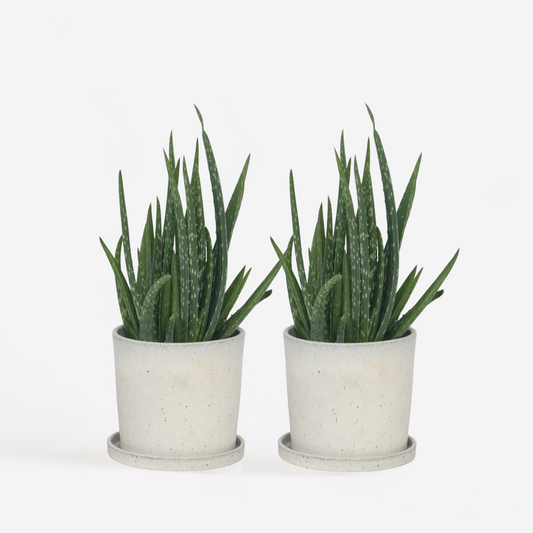 Aloe Vera - 2er Set - Sukkulente