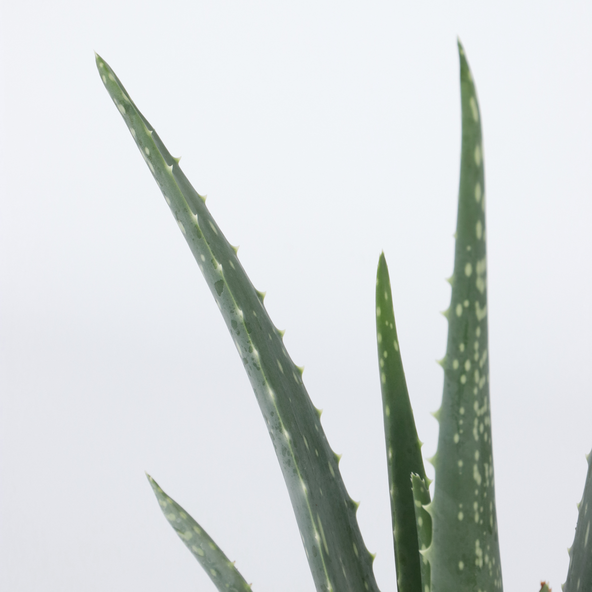 Aloe Vera - 3er Set - Sukkulente