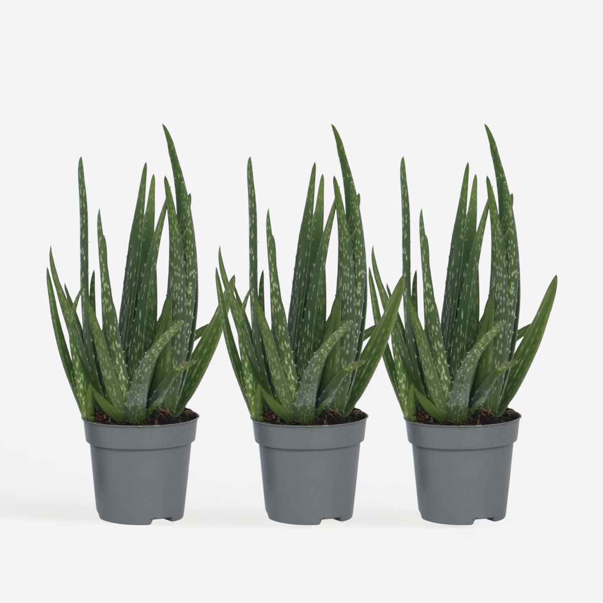 Aloe Vera - 3er Set - Sukkulente