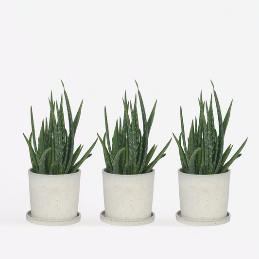 Aloe Vera - 3er Set - Sukkulente